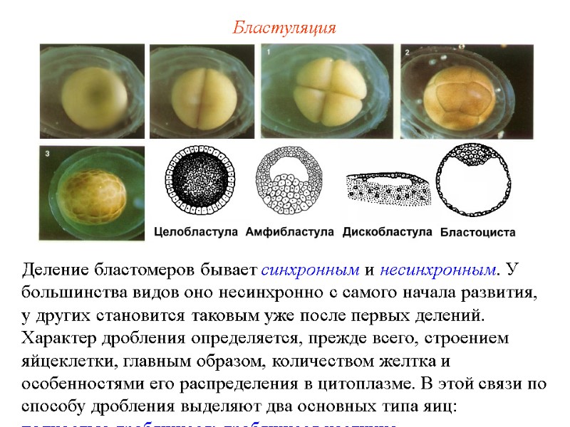 Бластуляция Деление бластомеров бывает синхронным и несинхронным. У большинства видов оно несинхронно с самого Бластуляция Деление бластомеров бывает синхронным и несинхронным. У большинства видов оно несинхронно с самого